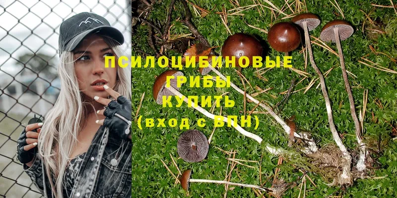 даркнет сайт  Курчалой  Галлюциногенные грибы Psilocybine cubensis 