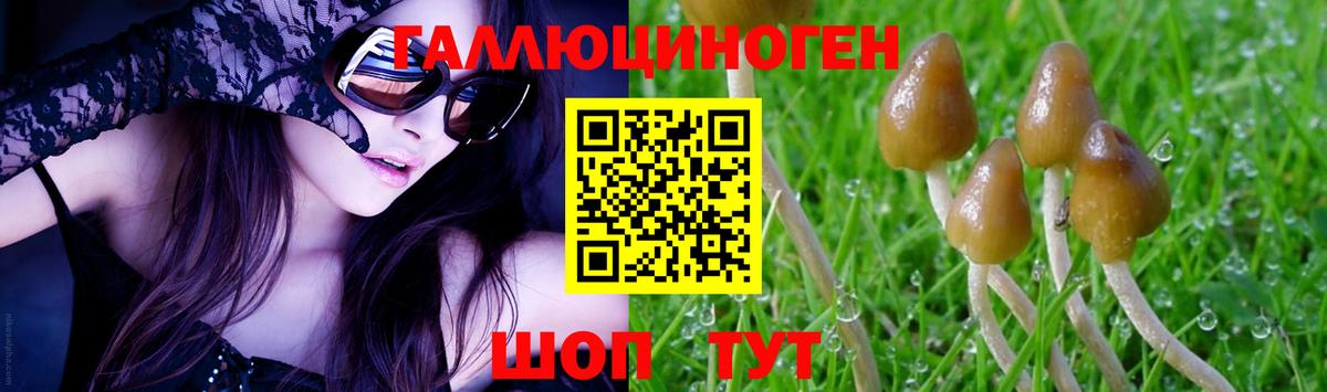 Курчалой  Псилоцибиновые грибы Psilocybine cubensis  Вход с VPN  Галлюциногенные грибы Psilocybine cubensis 
