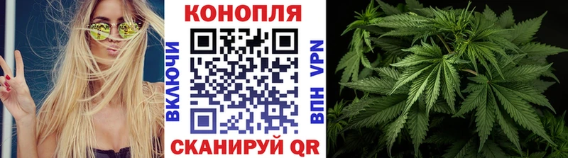 Марихуана гибрид  Курчалой 